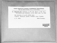 Peniophora pini image